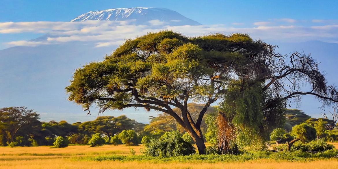 Acacia tree below Mt. Kilimanjaro, Tanzania. Credit: 1001Slide/Getty Images