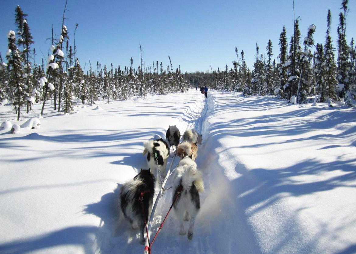 A team of dogs pulling a sled in Boundary Waters, Minnesota