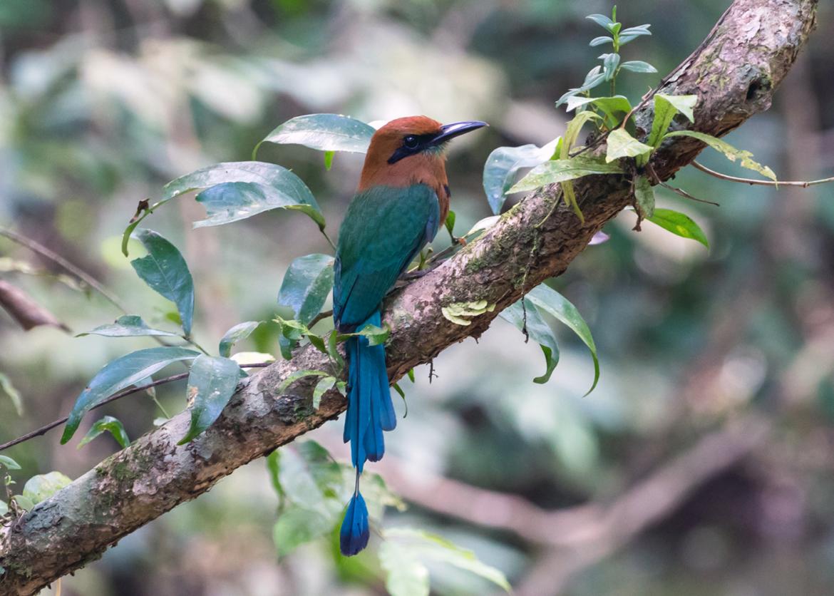 Panama Birds Butterflies Tour Sierra Club Outings - 