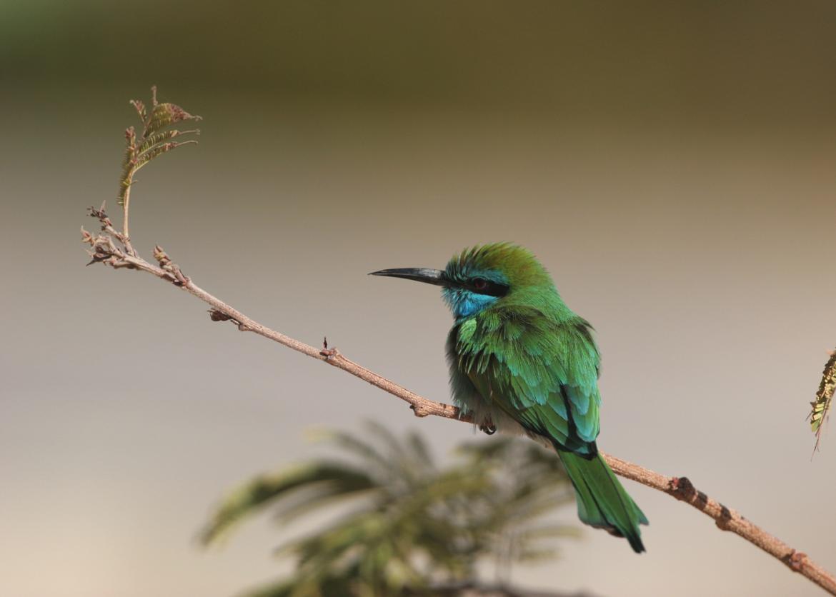 Wings Over Israel: Birding, Nature, and Culture