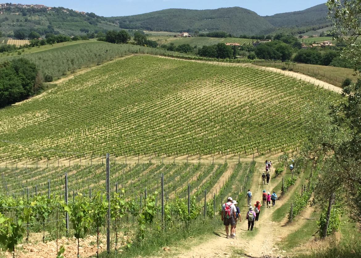 Hikers walking through a vineyard.