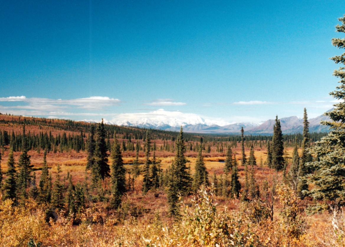 A landscape of evergreen trees as well as grasses and foliage turning red and brown in the fall.