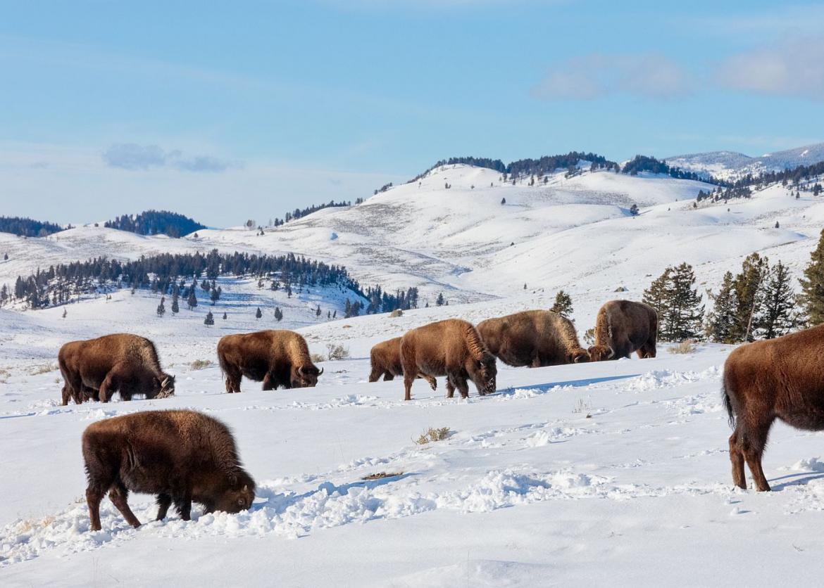 Bison graze on snow covered ground.