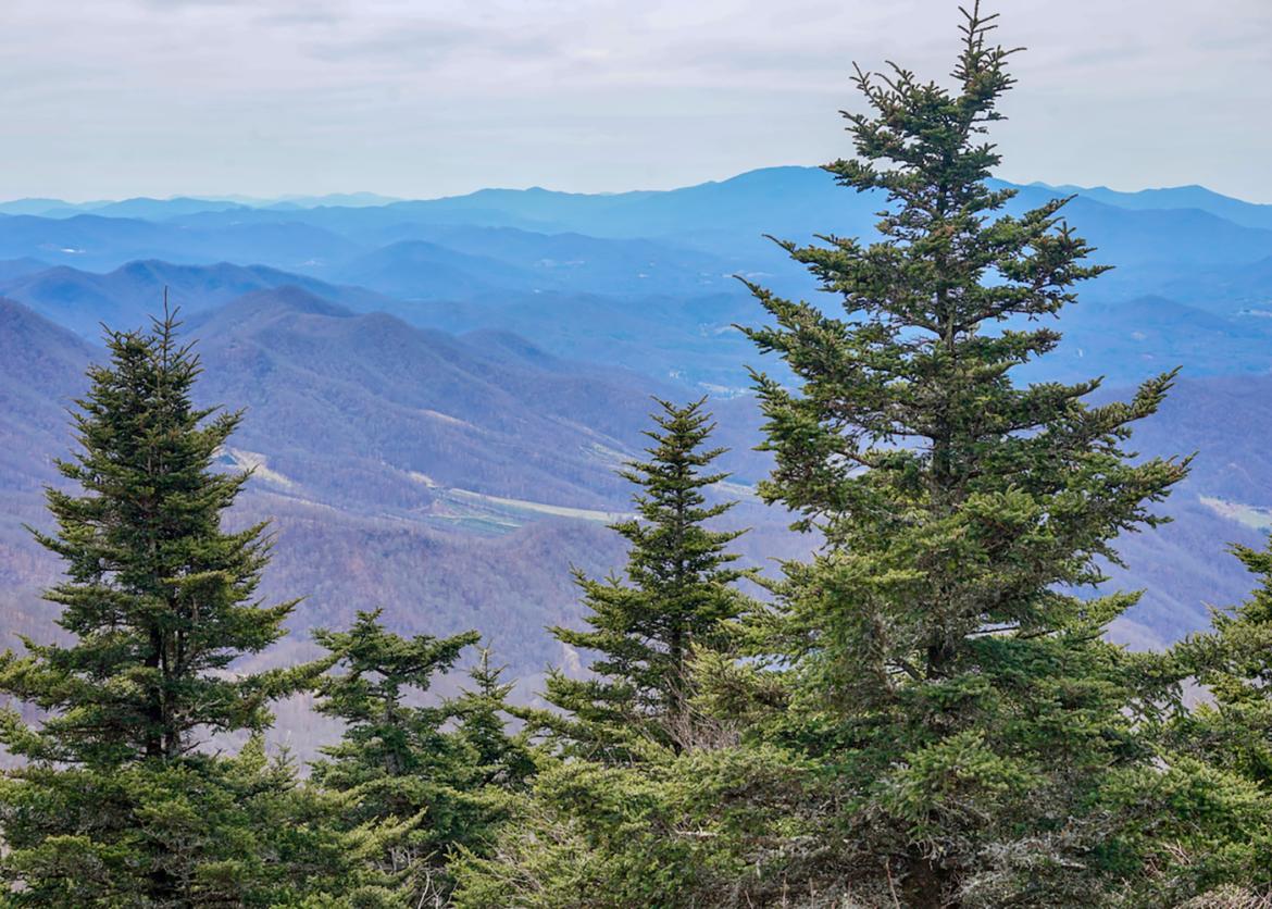 Evergreen trees in front of mountain vista in the Roan Highlands of North Carolina