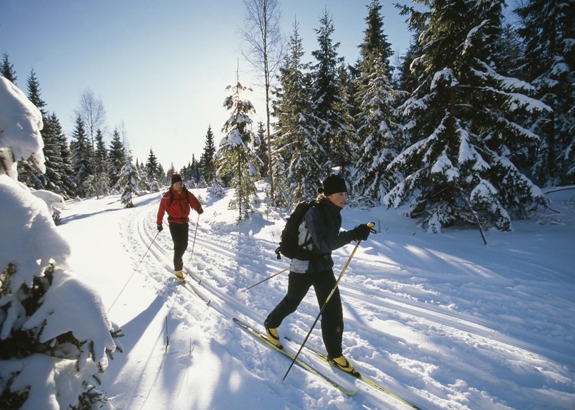 Two skiers on a ski run. Their surrounding feature snowy evergreen trees.