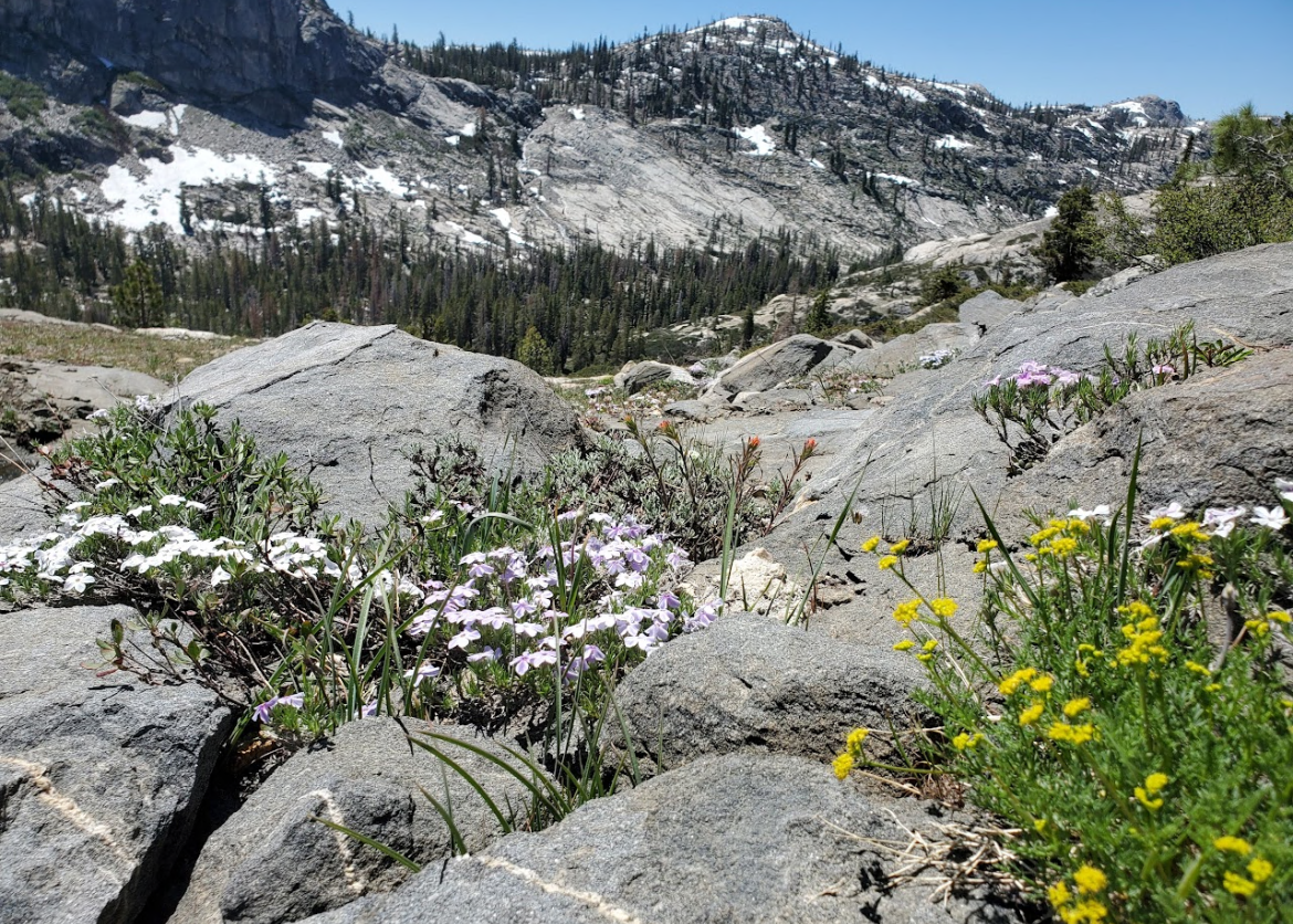 The trail full of grass, flowers, and rocks with the mountains in the background
