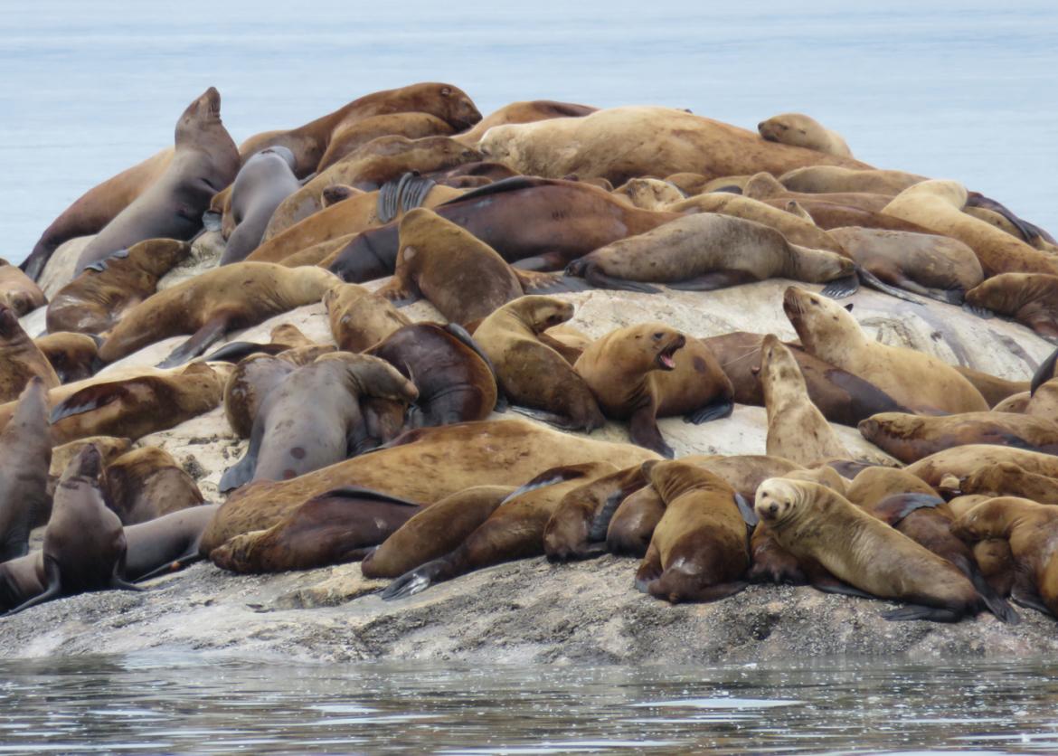 A large group of seals lying down and sunning themselves on a rock.
