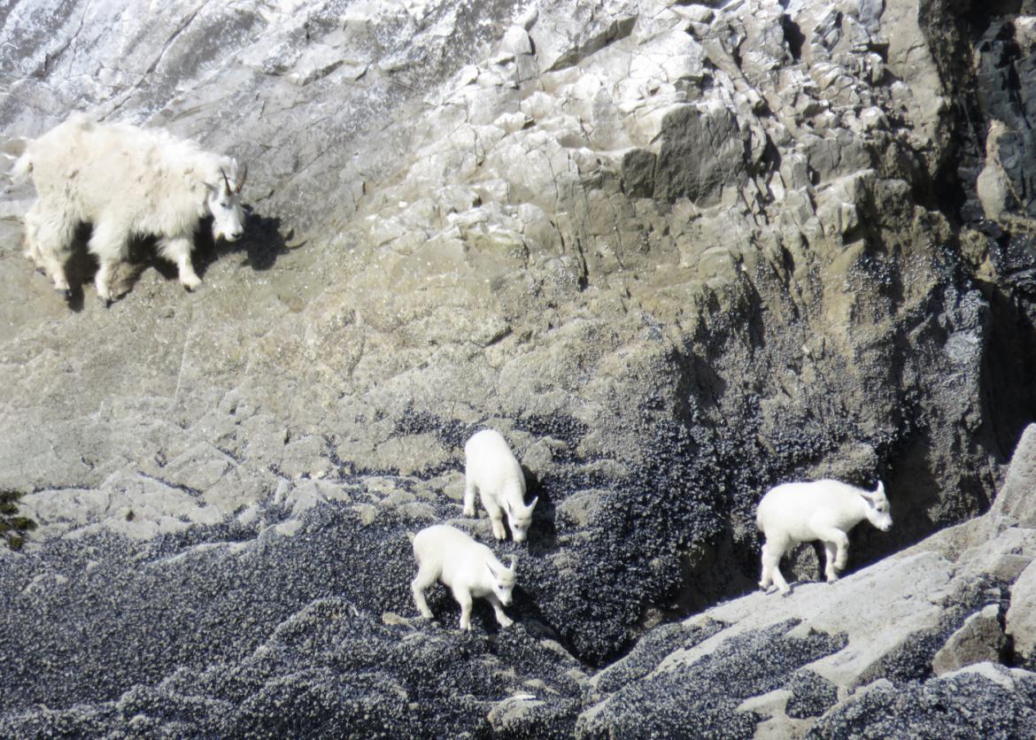 Four white mountain goats, one a fluffy coated adult and three small kids, climb a sheer cliff wall.