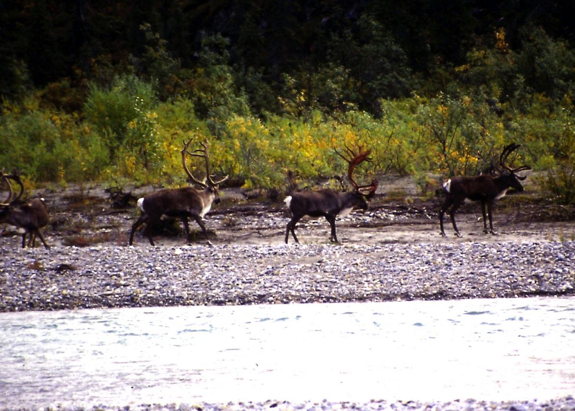 Ramble the Ambler, Gates of the Arctic National Park, Alaska