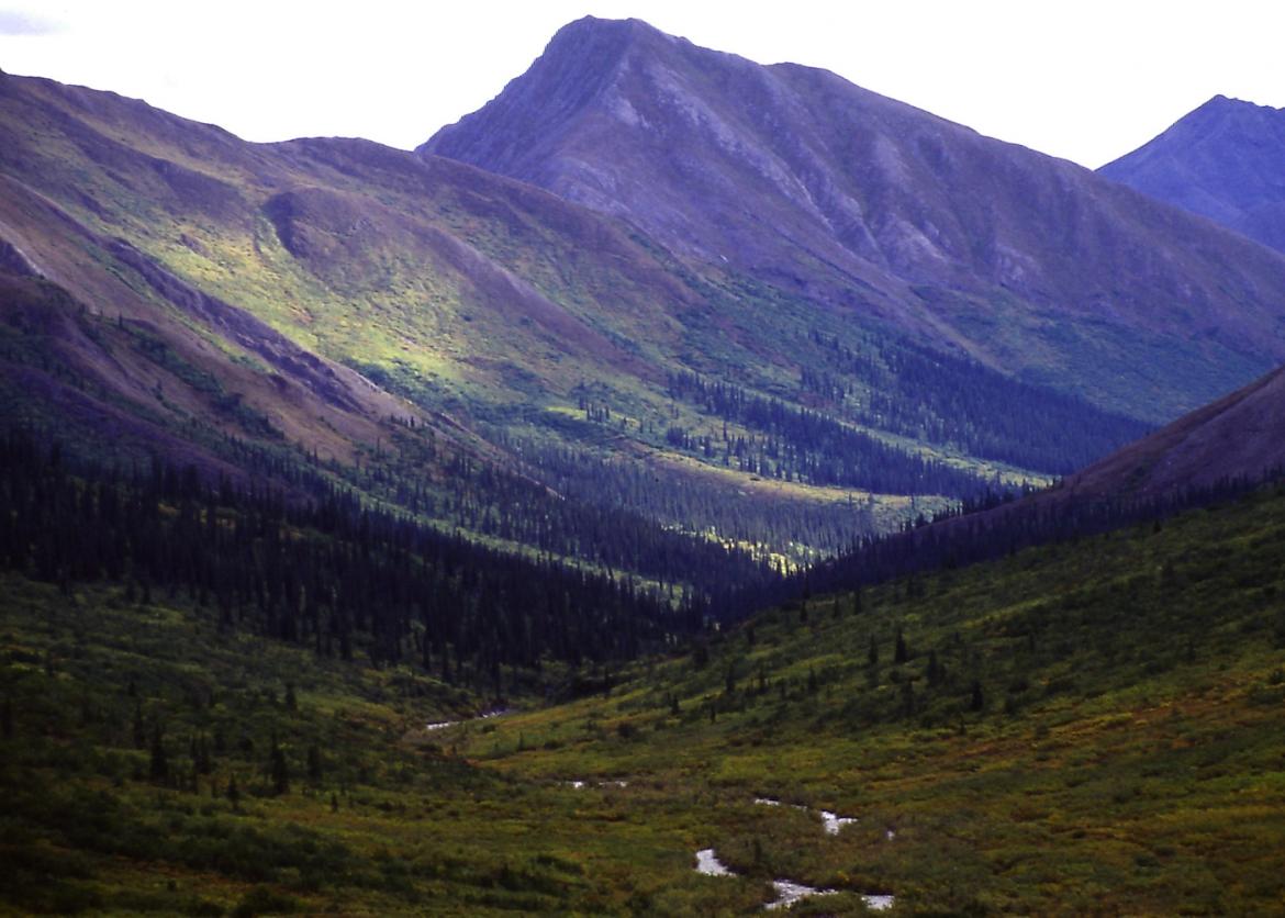 Ramble the Ambler, Gates of the Arctic National Park, Alaska