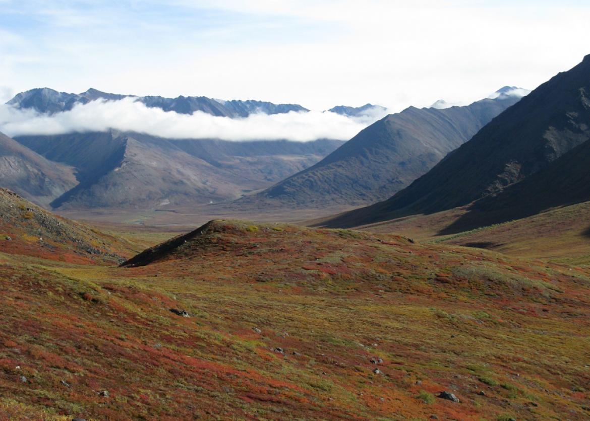 Ramble the Ambler, Gates of the Arctic National Park, Alaska