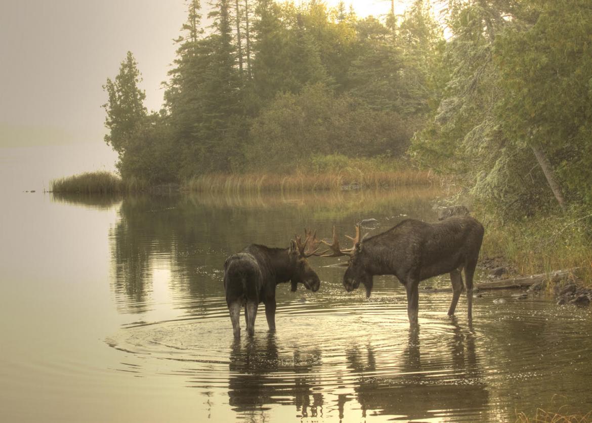 Two moose stand in shallow water.