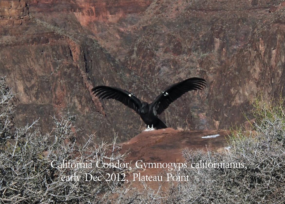 A black hawk landing on the cliff of the canyon.