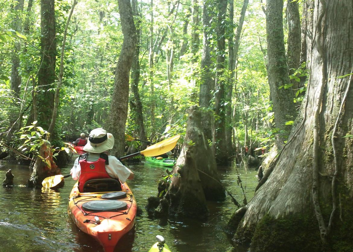 Hidden Treasures of Florida's Gulf Coast: Kayaking Anna Maria Island