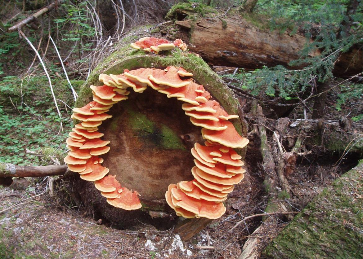 Wild mushrooms growing on a log