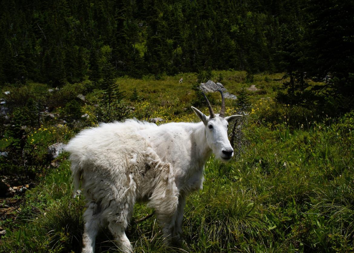A mountain goat, standing in a meadow. Its fur is fluffy and white.