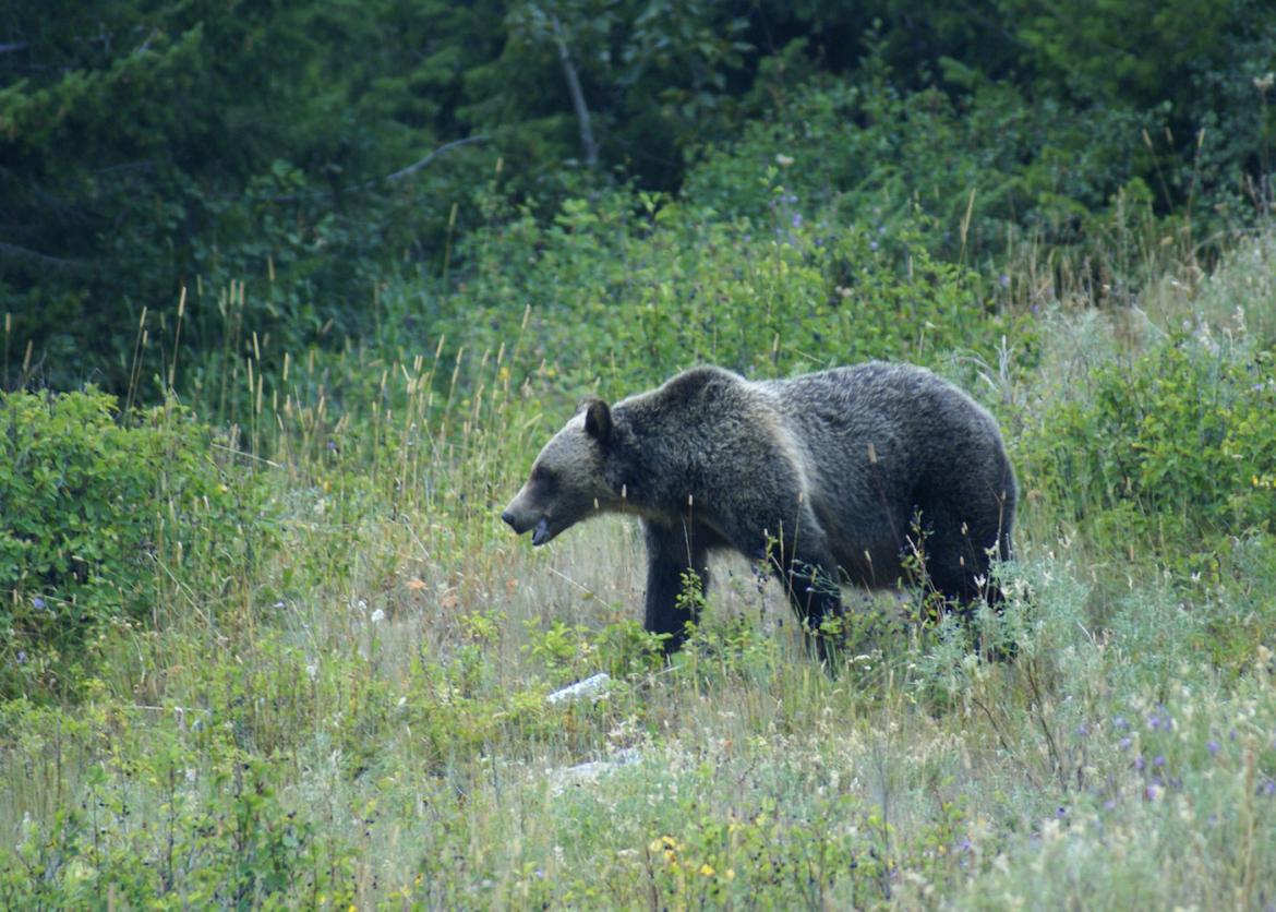 A grizzly bear standing on all fours in a meadow.