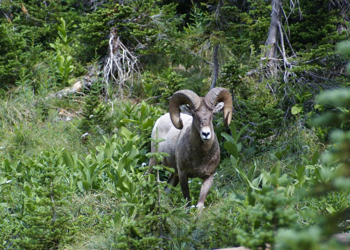 A bighorn sheep, with large curling horns standing, standing in forest greenery.