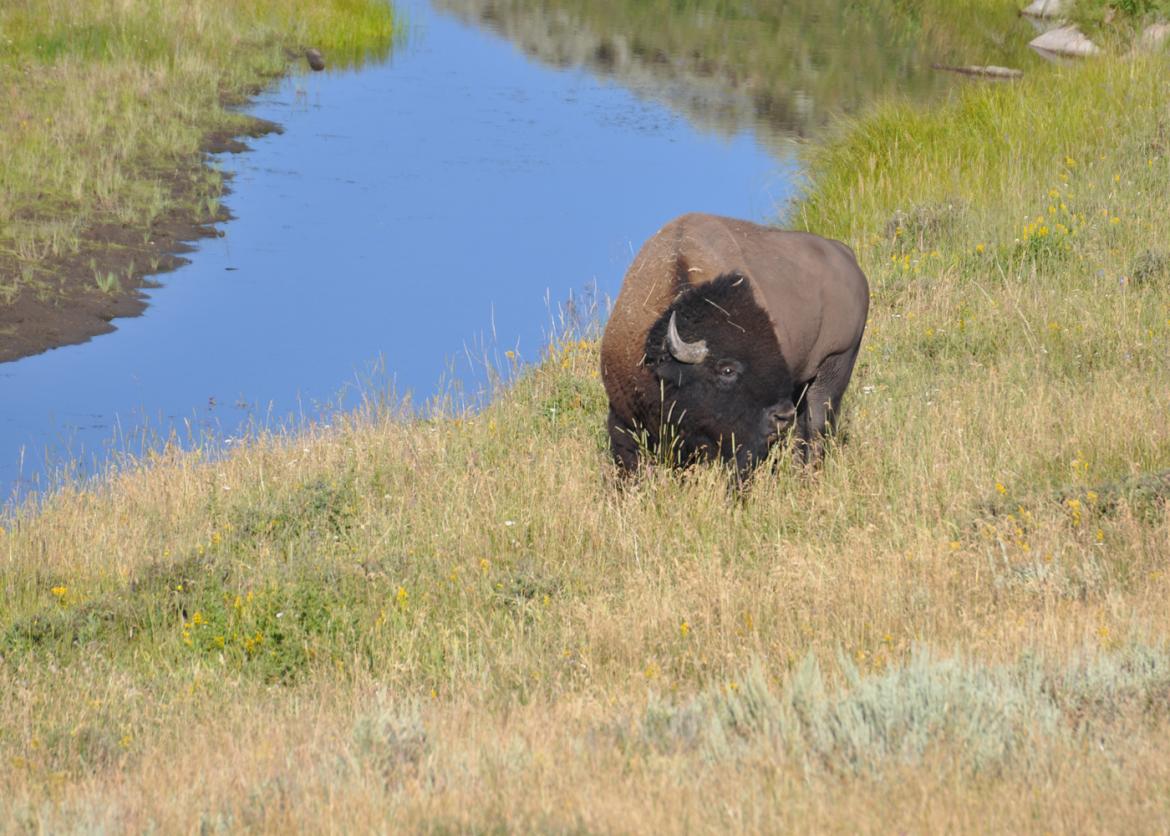A buffalo in the field next to a lake.