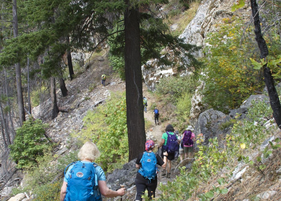 Hikers on the trail, passing by large evergreen tree