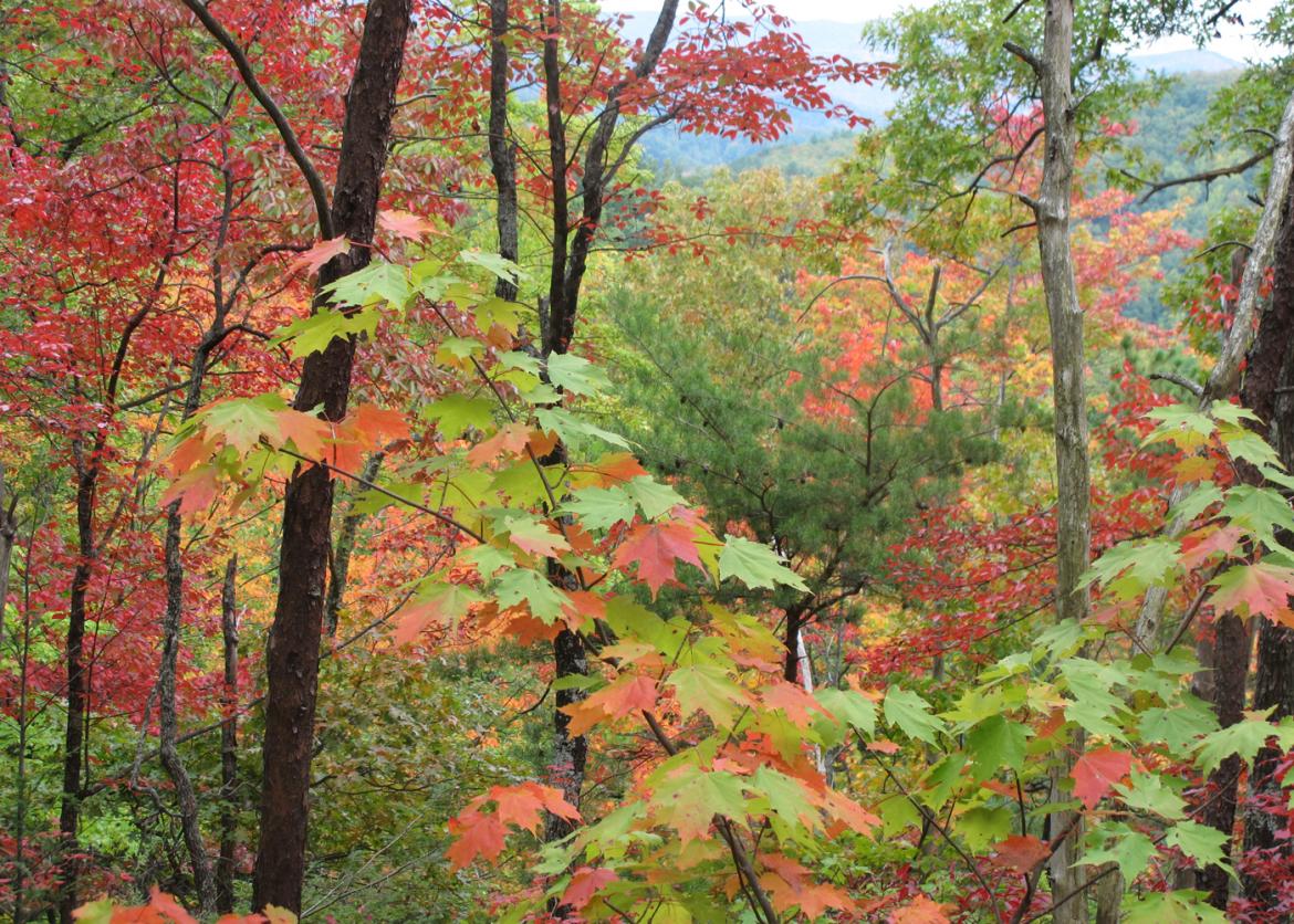 Trees with red, green, yellow, and oranges leaves