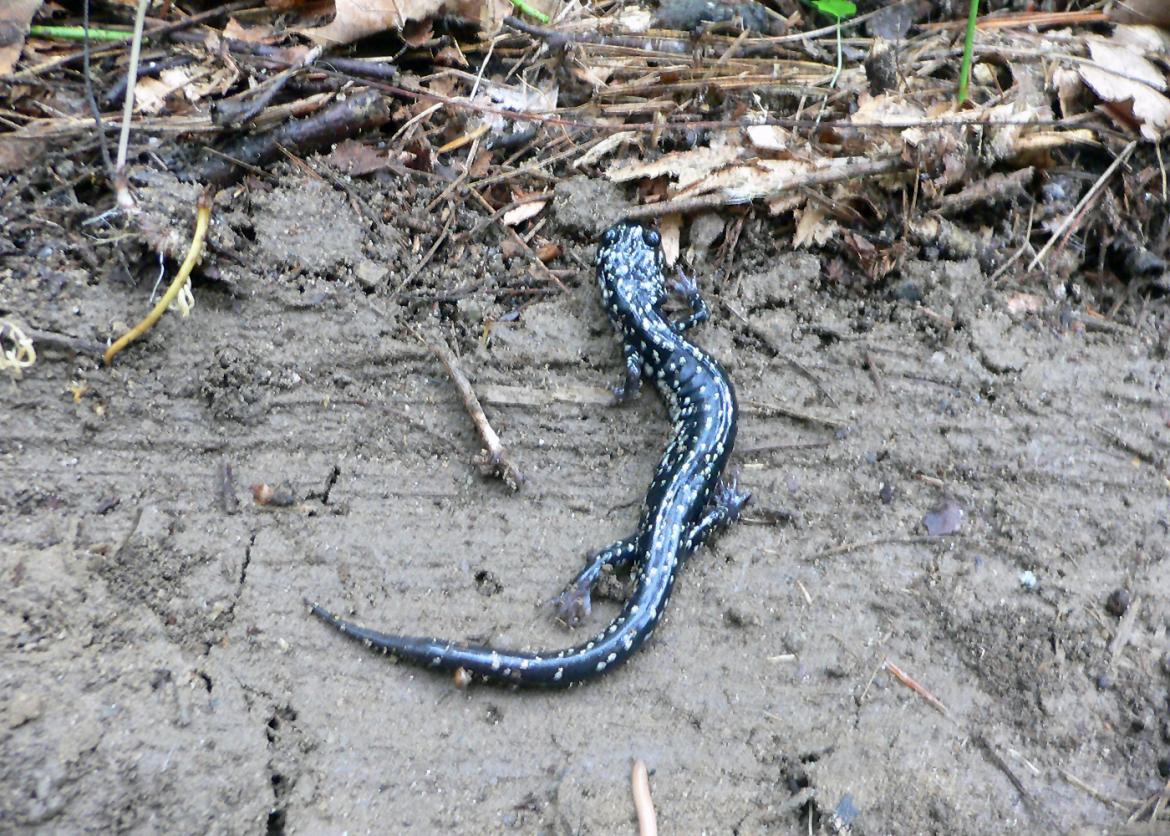 A white-spotted slimy salamander on the ground, walking towards a bunch of leaves and twigs