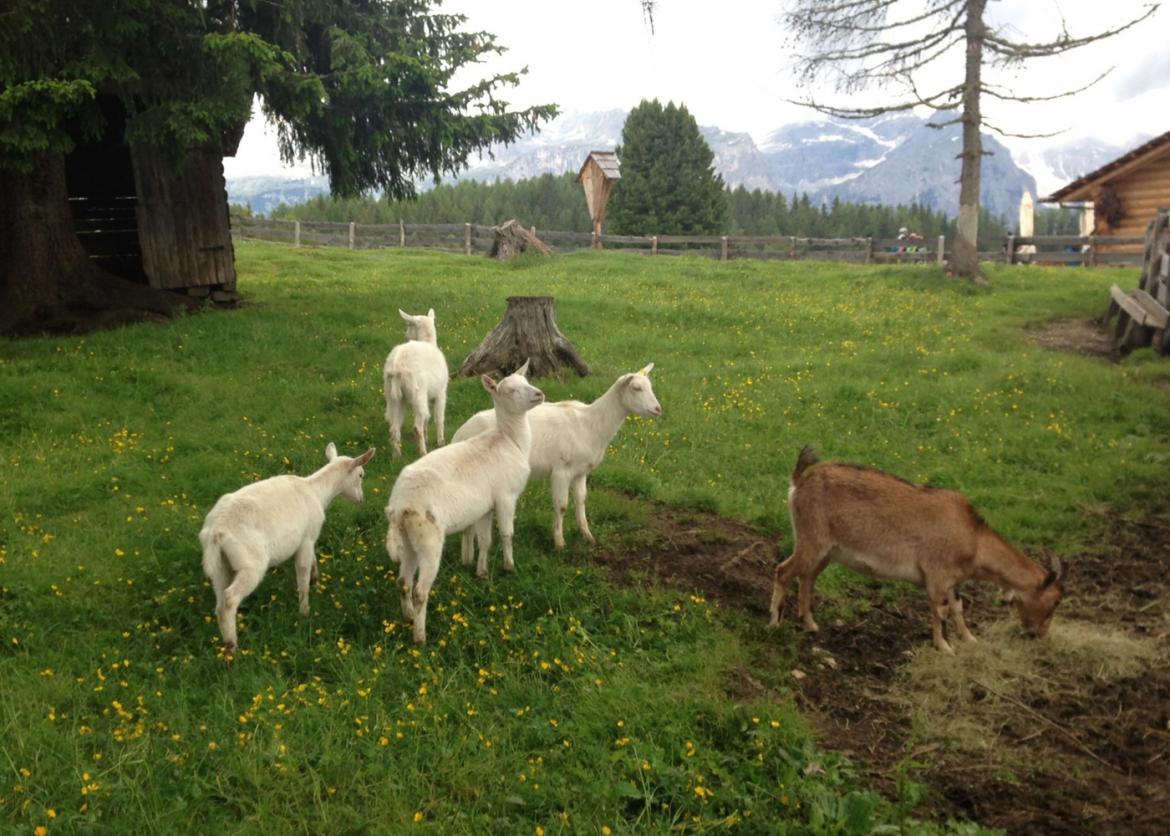 Four sheep and a goat in a grassy farm field.