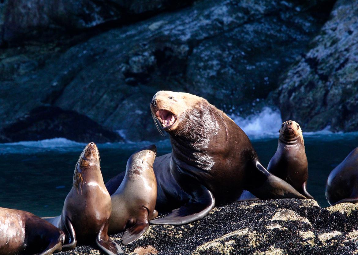 Adult sea lion and several adolescent sea lions on a rock in Prince William Sound, Alaska