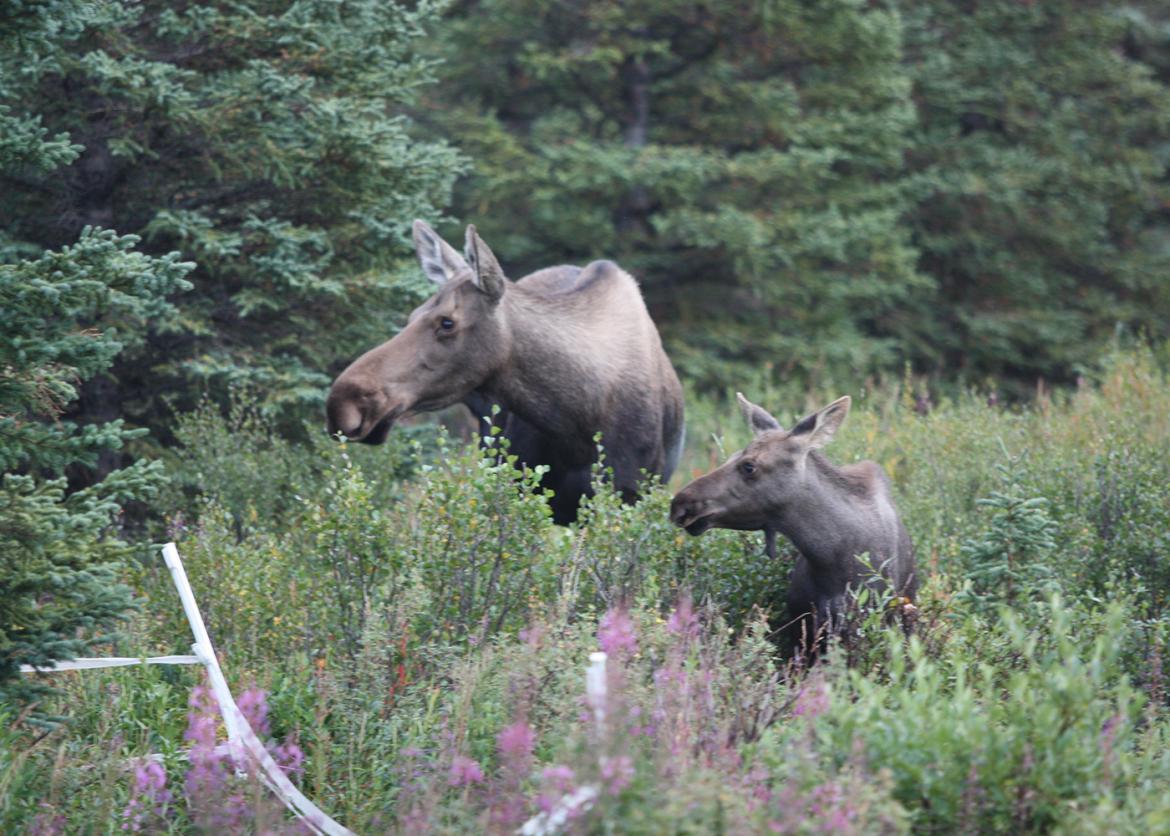 A moose and her calf in tall green brush.