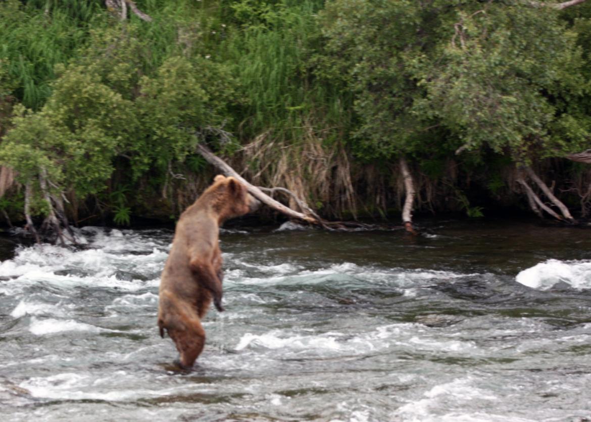 Bears of Katmai: A Backpacking Adventure, Alaska