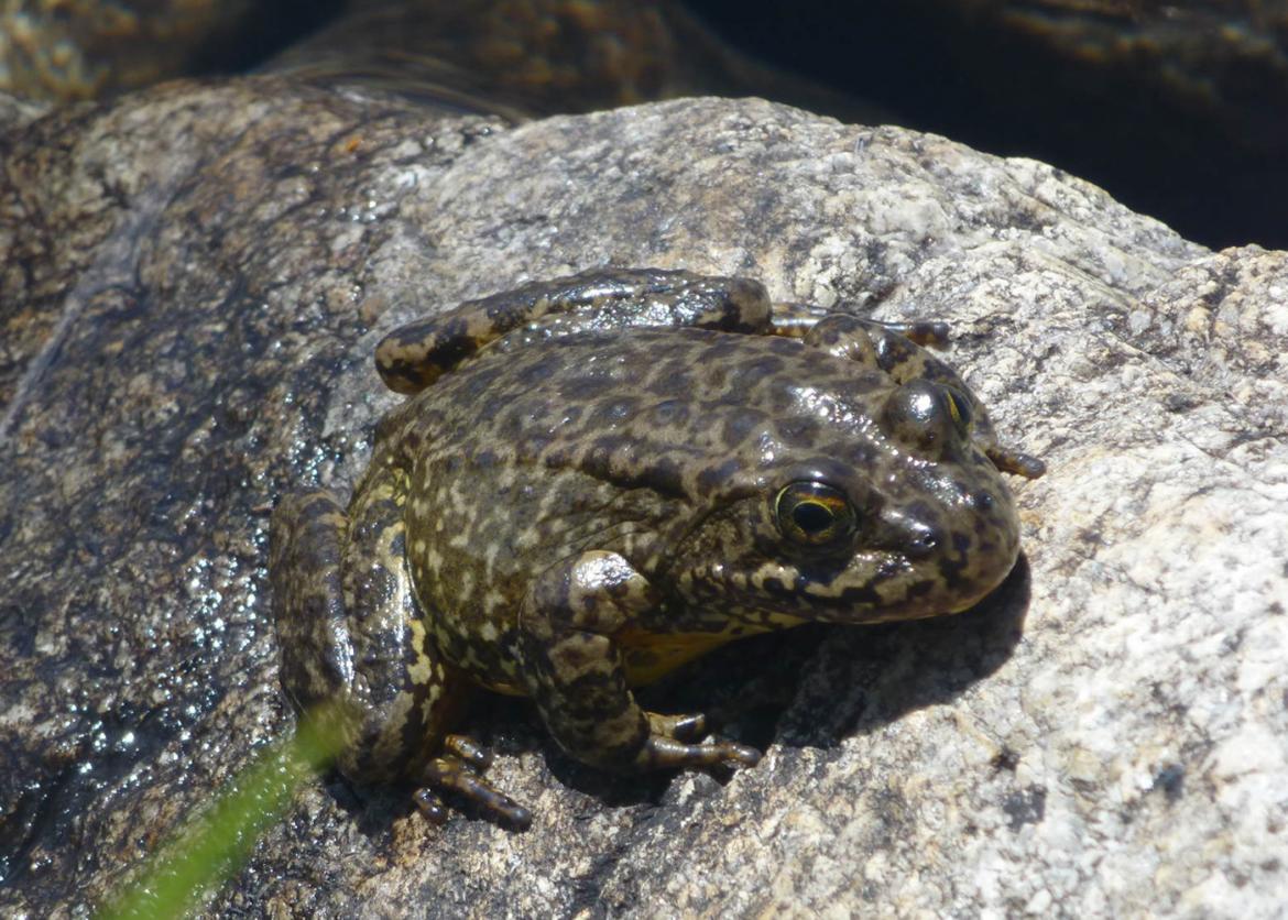 A deep-olive colored frog sitting on a piece of rock.