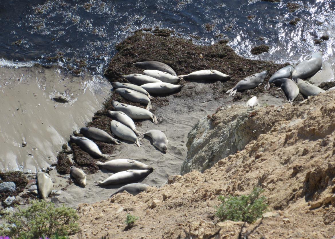 A high view of the seals lying on the sand next to the water.