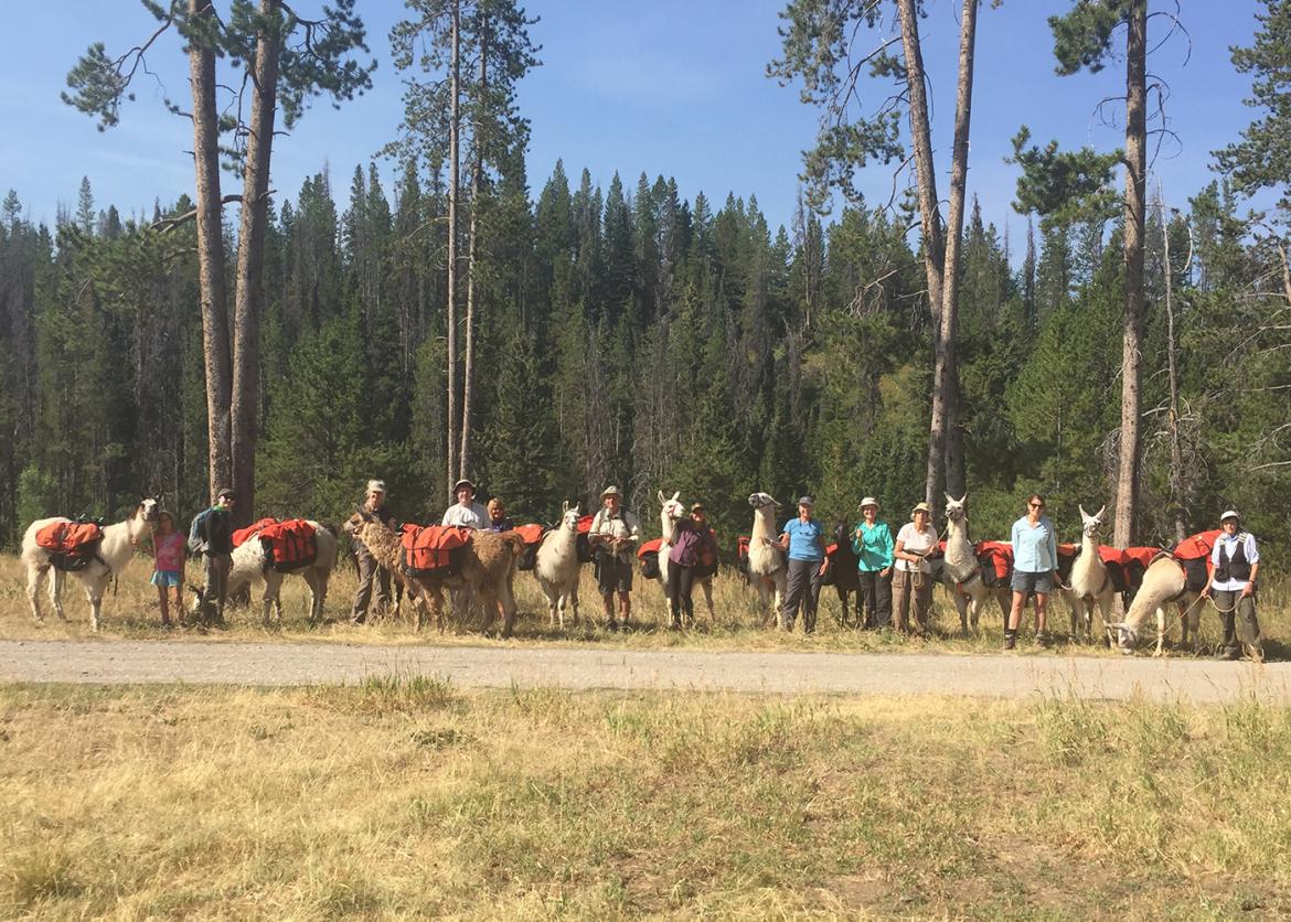 Llama-Supported Hiking, Hot Springs, and Waterfalls in Yellowstone National Park, Wyoming