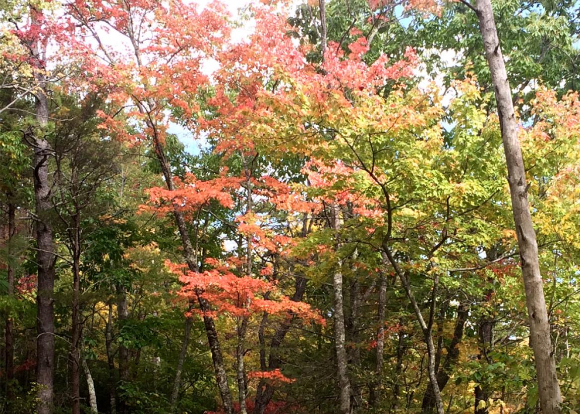 An empty trail surrounded by trees with red, orange, yellow, and green leaves