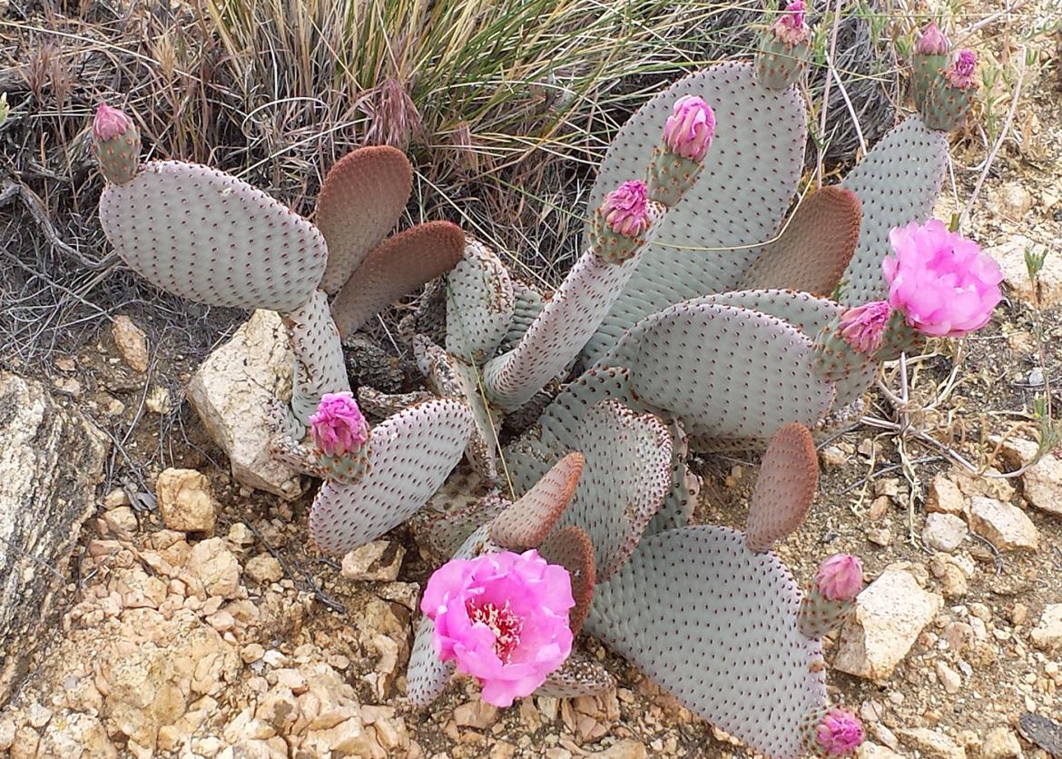 Cacti with pink flowers growing on it.