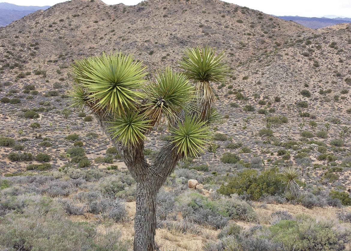 A spiky tree growing in the middle of the desert.