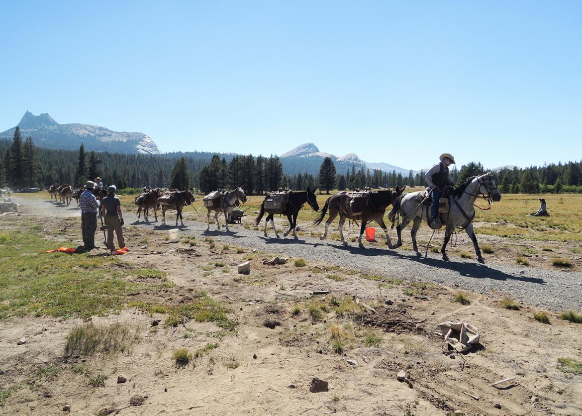 A string of pack mules walking through a meadow