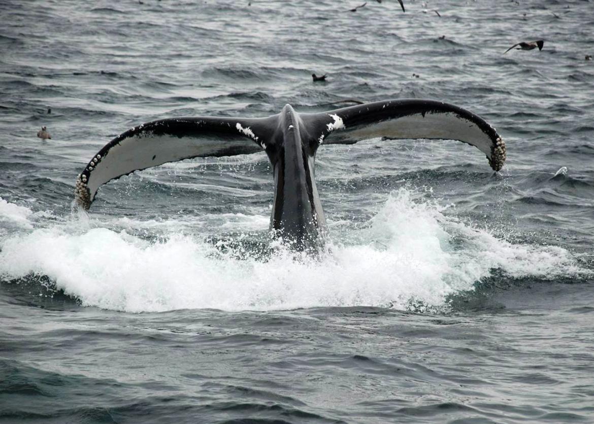A whale diving in the water and only their tail is showing.