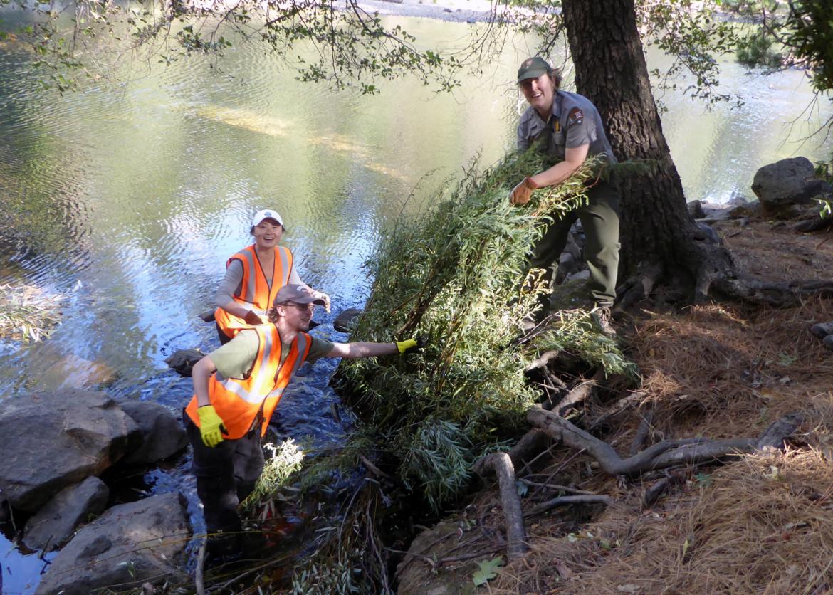 Participants in workwear and a park ranger wrangle reeds on a river bank.