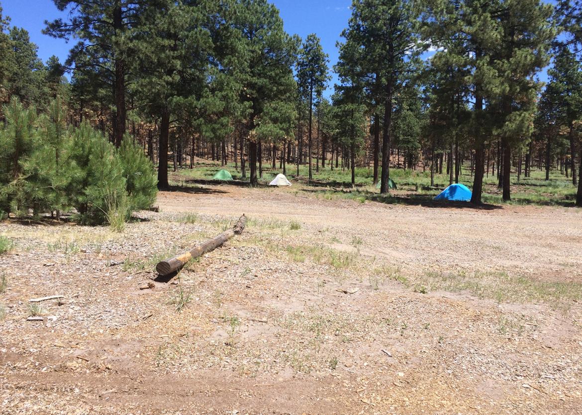 An empty campground with trees and tents.