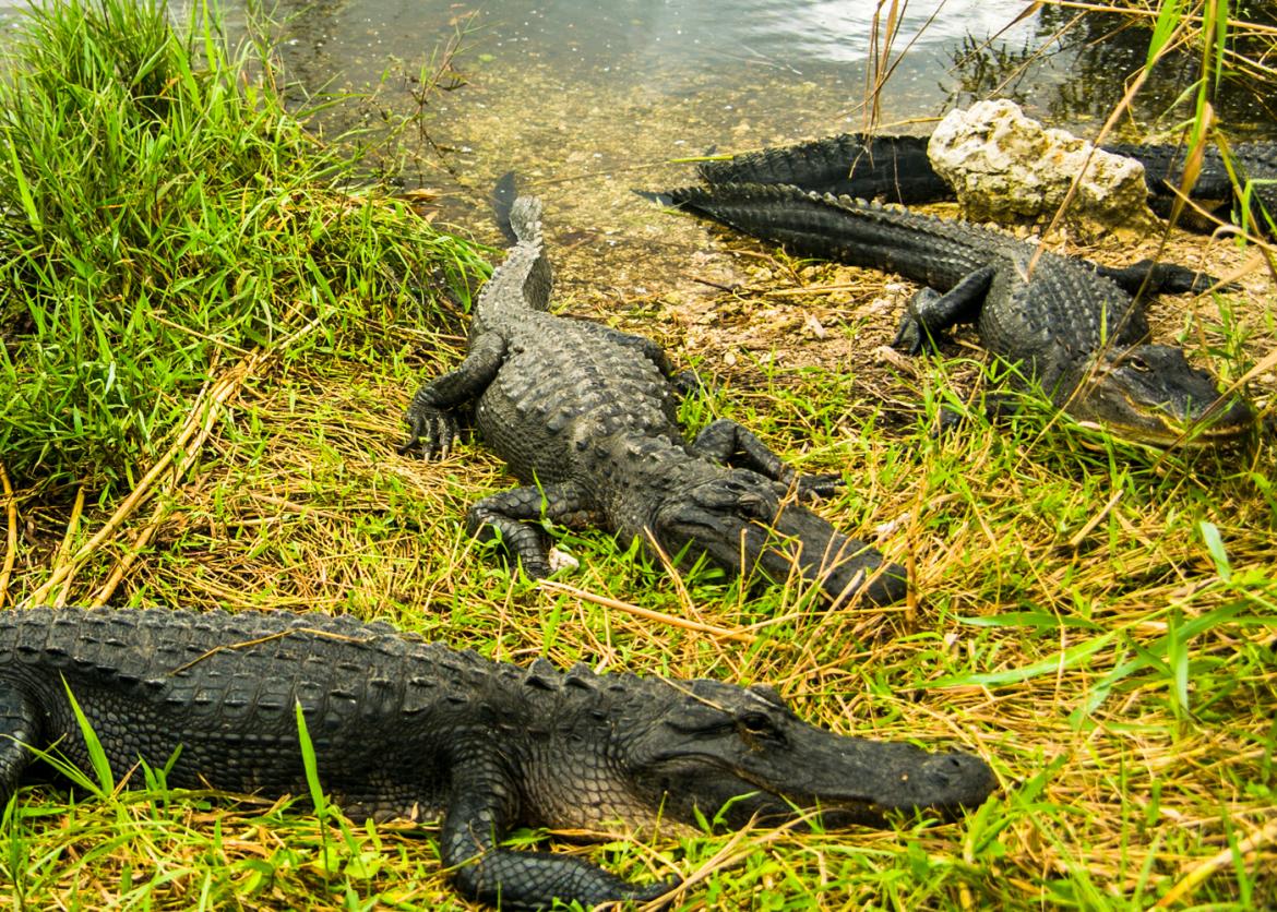 Everglades Eco Adventure, Florida