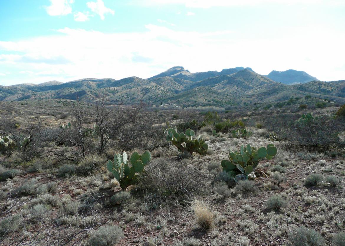 A desert landscape image of rocks and plants