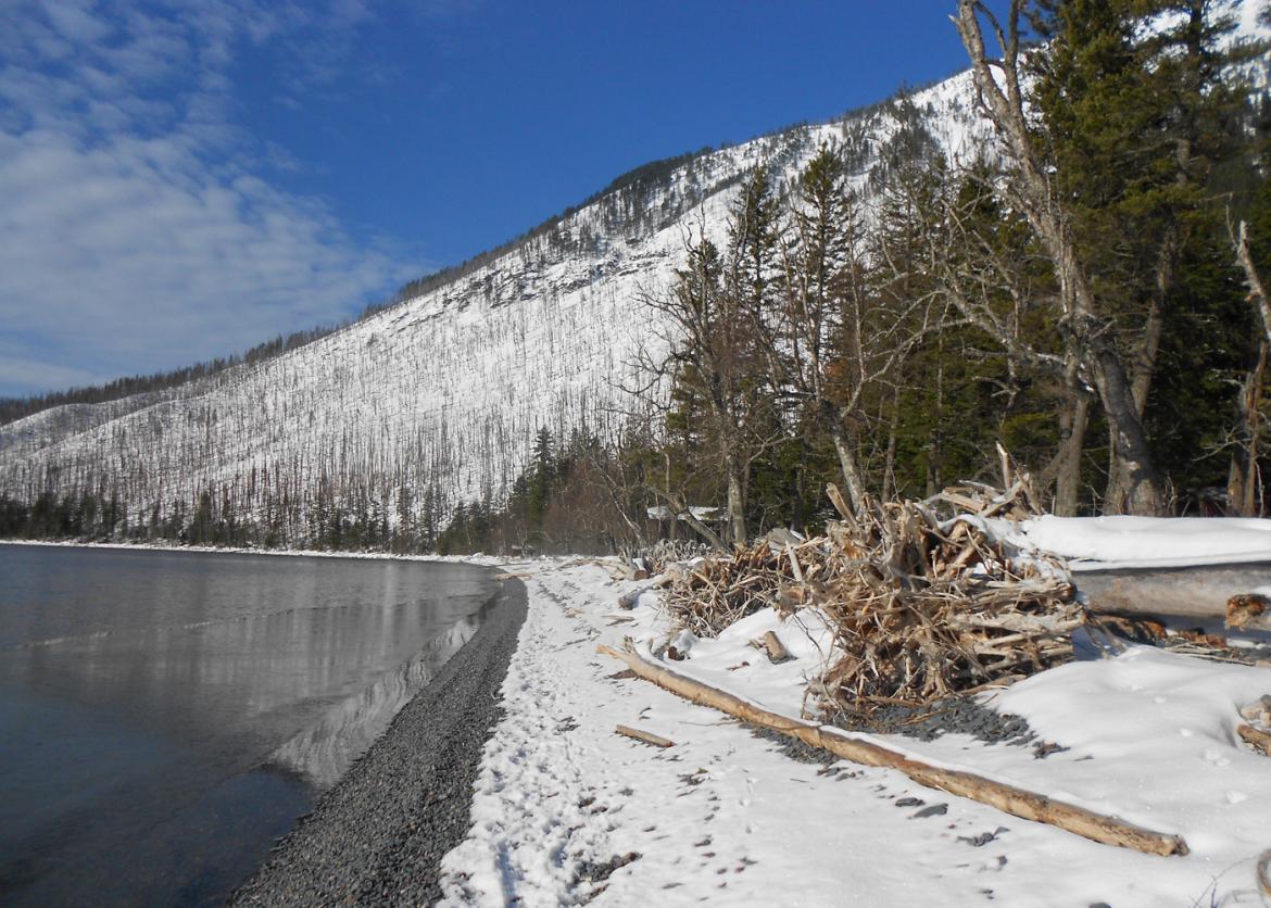 A snowy shore coverered with dead trees and driftwood.
