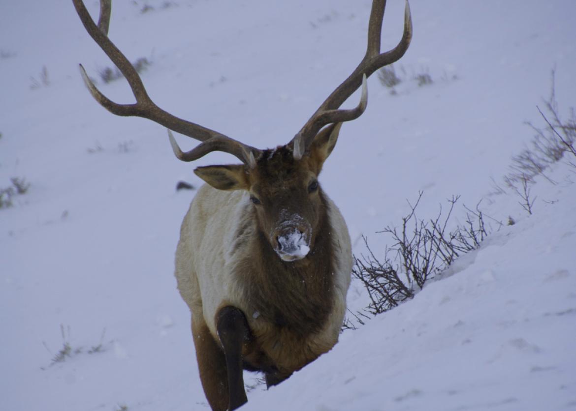 An elk with enormous antlers and a smear of snow across its nose.