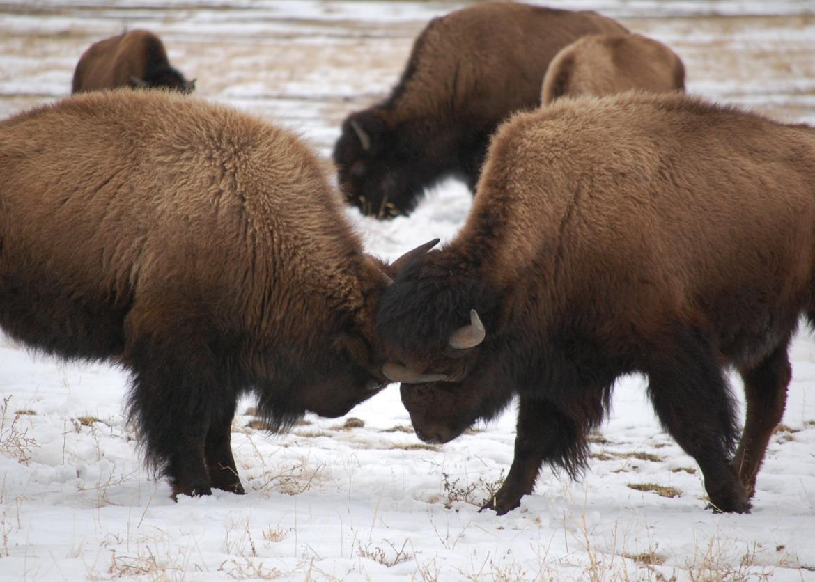 Two bison lock horns among their herd.