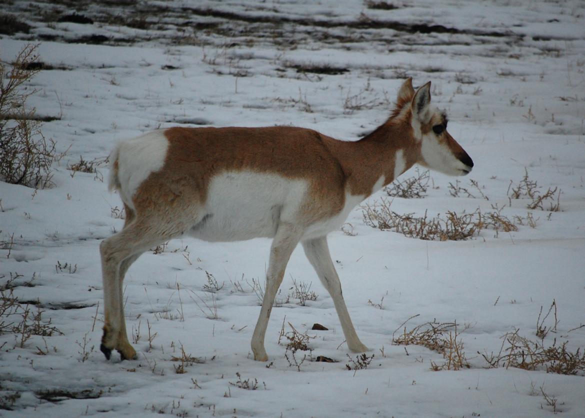 A pronghorn deer. Its fur is brown on the back, with a white rear, underbelly, and white rectangular markings on the underside of the throat.