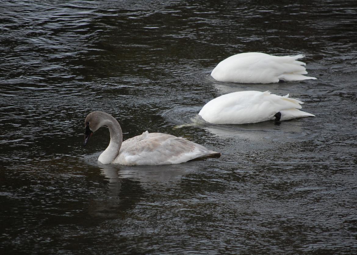 Two white swans plunge their heads beneath the water's surface, while a grey swan swims by.