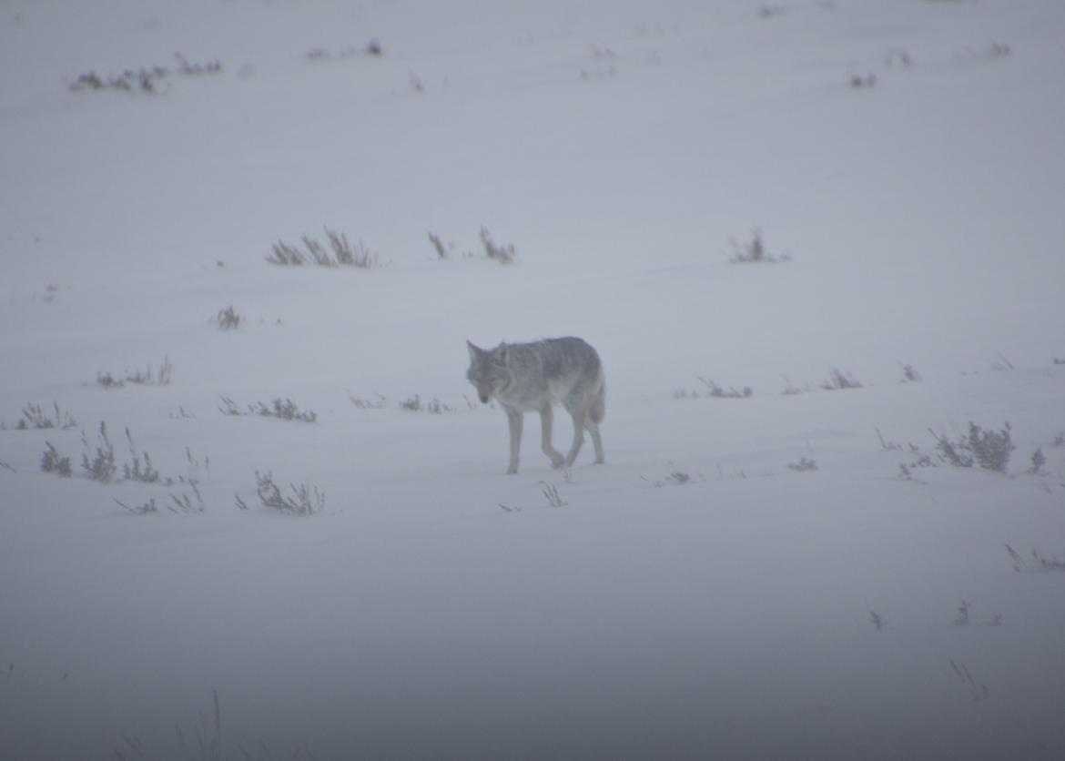 A wolf trotting across snowy ground.