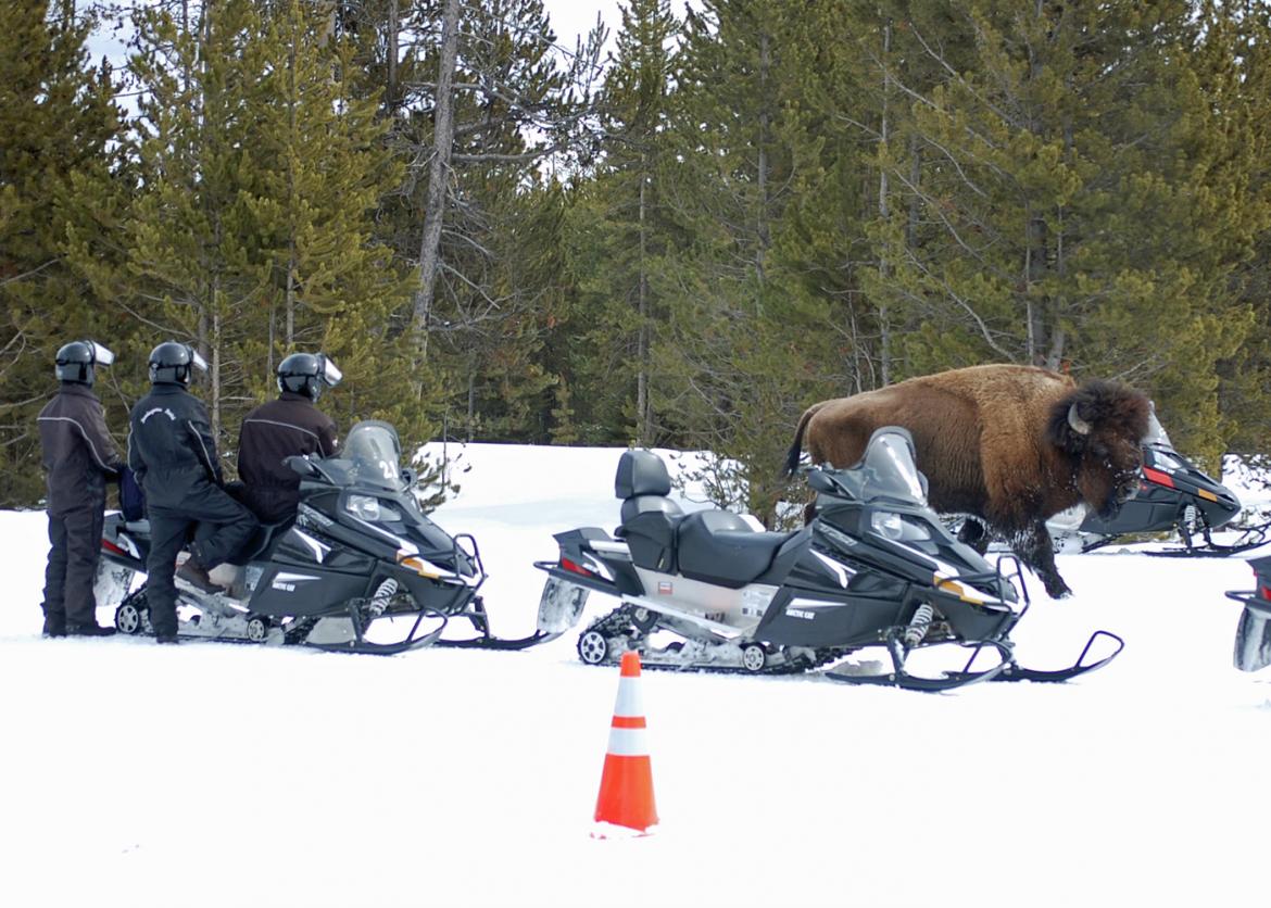 A bison walks in the midst of parked snowmobiles. Three people stand with a snowmobile off to one side, watching the bison from a close distance.