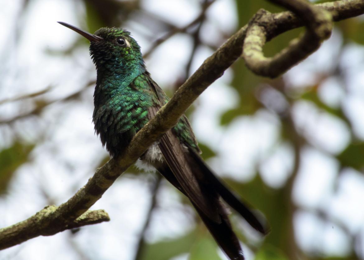 Natural Cuba: Birds and Wildlife